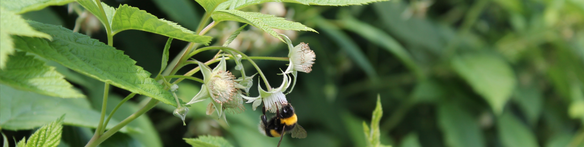 Nachhaltigkeit - Biene sitzt auf einer Himbeerpflanze