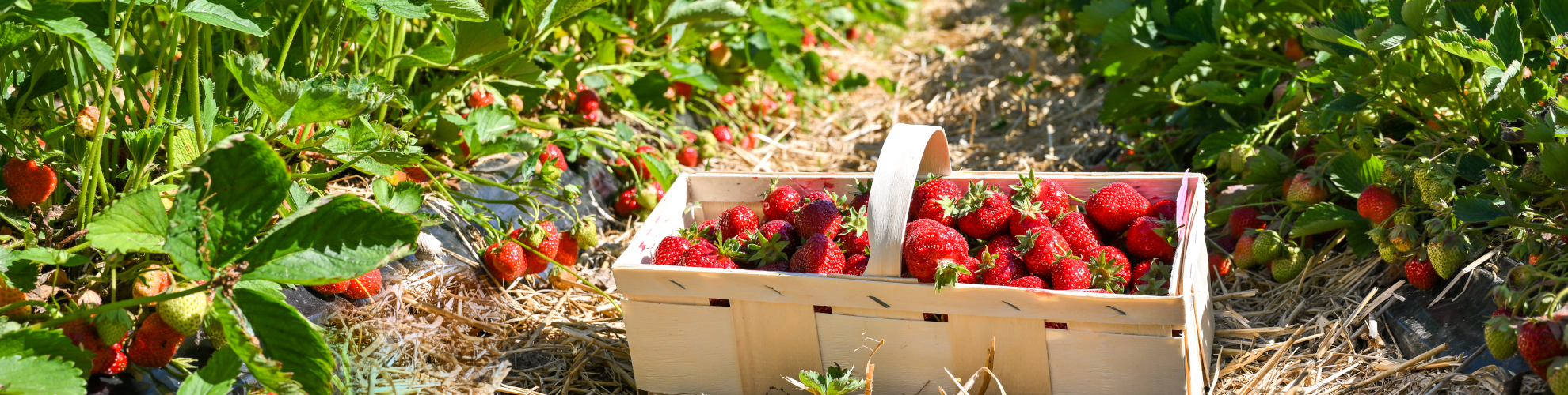 Erdbeerland Hoffelner, vielen Reihen mit satt-grünen Erdbeerpflanzen, roten Früchten und blitzblauem Himmel